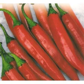 Compra PIMIENTO PICANTE CHILE M11 en la tienda online Fito Agrícola