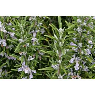 Compra ROMERO PLANTEL DESARROLLADO (28 Plantas). en la tienda online Fito Agrícola