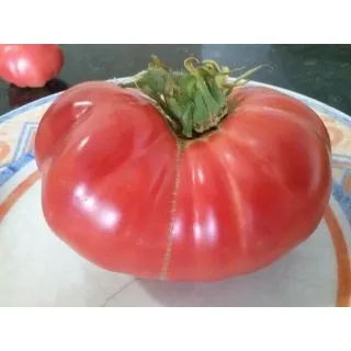 Compra TOMATE DE ALCOLEA M11 en la tienda online Fito Agrícola