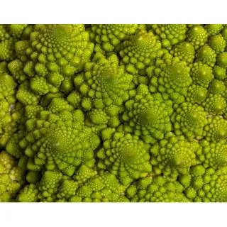 Compra COLIFLOR ROMANESCO ECOLÓGICO MSE6 en la tienda online Fito Agrícola