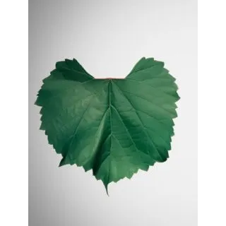 Compra PATRON 1103 PAULSEN en la tienda online Fito Agrícola