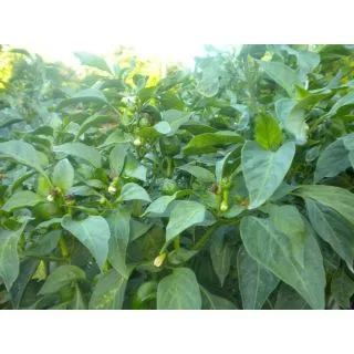 Compra PIMIENTO PADRON DULCE CELTA F-1 M11 en la tienda online Fito Agrícola