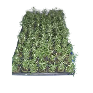 Compra ROMERO PROSTRATUS "RASTRERO" (126 Plantas). en la tienda online Fito Agrícola