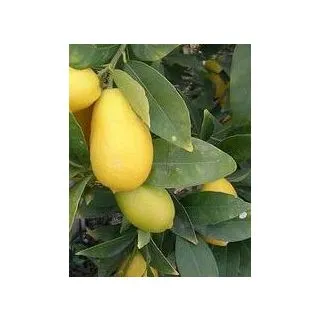 Compra LIMEQUAT - 25 en la tienda online Fito Agrícola