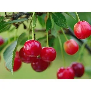 Compra CEREZO CRISTOBALINA en la tienda online Fito Agrícola