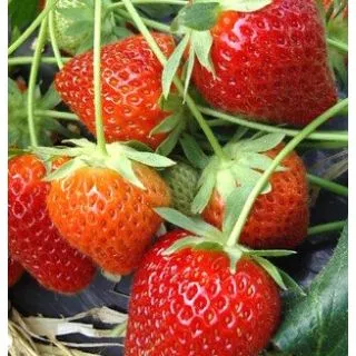 Compra FRESA CHARLOTTE (500 Estolones) en la tienda online Fito Agrícola