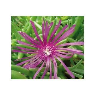 Compra DELOSPERMA COOPERI (126 Plantas). en la tienda online Fito Agrícola