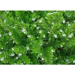 Compra CUPHEA HYSSOPIFOLIA BLANCO (126 Plantas). en la tienda online Fito Agrícola