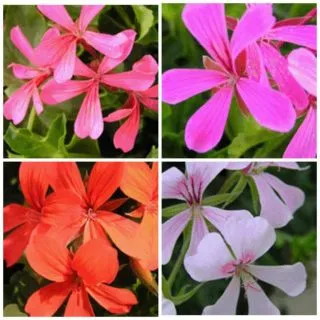 Compra GERANIO REY BALCÓN MIX (126 Plantas). en la tienda online Fito Agrícola