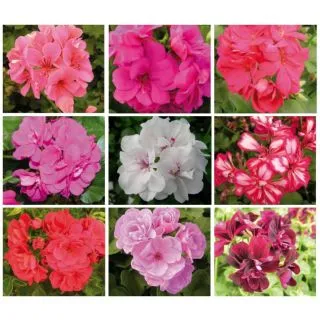 Compra GERANIO PELTATUM TOSCANA MIX (126 Plantas). en la tienda online Fito Agrícola
