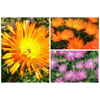 Compra MESSEM LAMPRANTHUS MIX (84 Plantas). en la tienda online Fito Agrícola