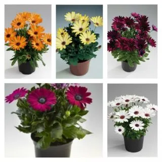 Compra OSTEOSPERMUM ASTRA MIX (126 Plantas) en la tienda online Fito Agrícola