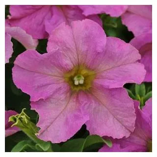 Compra PETUNIA SOPHISTICA TWILIGHT (240 Plantas). en la tienda online Fito Agrícola
