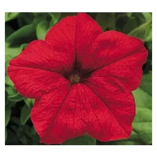 Compra PETUNIA EZ RIDER RED (240 Plantas). en la tienda online Fito Agrícola