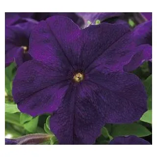 Compra PETUNIA EZ RIDER BLUE (240 Plantas). en la tienda online Fito Agrícola