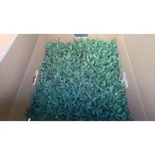 Compra TOMATE BYELSA F1 EPS247 en la tienda online Fito Agrícola