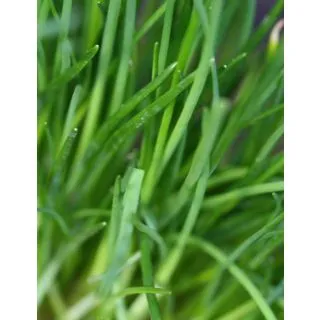 Compra CIBOULLET ECOLOGICO ME11 en la tienda online Fito Agrícola