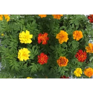 Compra TAGETES TRIPLOIDES MEZCLA PLANTEL DESARROLLADO (28 Plantas) en la tienda online Fito Agrícola
