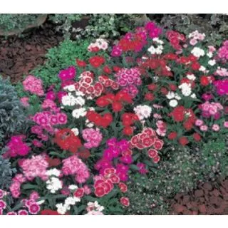 Compra DIANTHUS TELSTAR MEZCLA PLANTEL DESARROLLADO (28 Plantas) en la tienda online Fito Agrícola