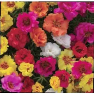 Compra PORTULACAS HAPPY HOUR MEZCLA PLANTEL DESARROLLADO (28 Plantas) en la tienda online Fito Agrícola