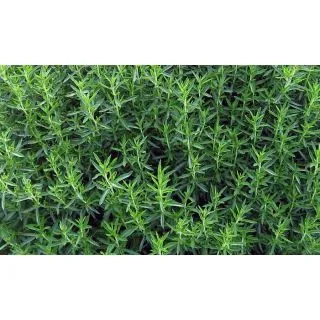 Compra AJEDREA PLANTEL DESARROLLADO (28 Plantas) en la tienda online Fito Agrícola