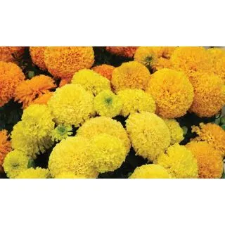 Compra TAGETE ERECTA TAISHAN / PROUD MARY MIXT PLANTEL DESARROLLADO (28 Plantas) en la tienda online Fito Agrícola