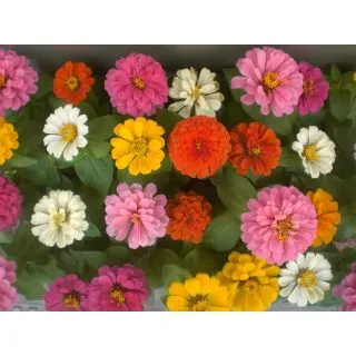 Compra ZINNIAS MAGELLAN MEZCLA PLANTEL DESARROLLADO (28 Plantas) en la tienda online Fito Agrícola