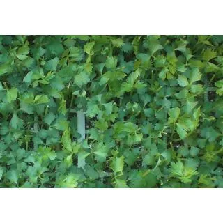 Compra APIO VERDE F1 EPS247 en la tienda online Fito Agrícola