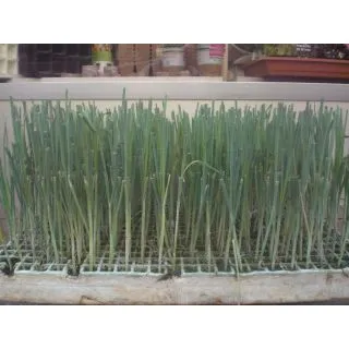 Compra PUERRO F-1 EPS425 en la tienda online Fito Agrícola