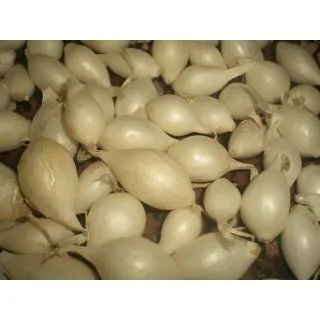 Compra CEBOLLA SNOWBALL (25 Kgr.). en la tienda online Fito Agrícola