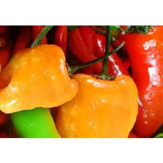 Compra PIMIENTO PICANTE HABANERO DE COLORES MS6 en la tienda online Fito Agrícola