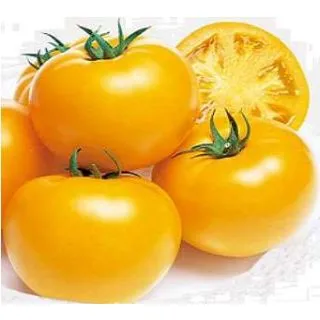 Compra TOMATE REDONDO AMARILLO M11 en la tienda online Fito Agrícola
