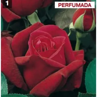 Compra ROSAL CHRYSLER IMPERIAL en la tienda online Fito Agrícola