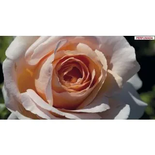 Compra ROSAL ANDRE LE NOTRE ® - Meilindaysar (Trepador) en la tienda online Fito Agrícola