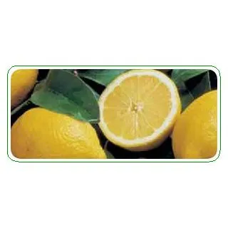 Compra LIMONERO FINO 49 - 25 en la tienda online Fito Agrícola