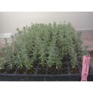 Compra LAVANDA BANDERA (144 Plantas) en la tienda online Fito Agrícola