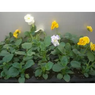 Compra PENSAMIENTO CATS MEZCLA PLANTEL DESARROLLADO (28 Plantas) en la tienda online Fito Agrícola