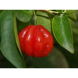 Compra PITANGA en la tienda online Fito Agrícola