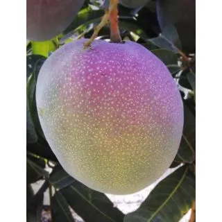 Compra MANGO KENT en la tienda online Fito Agrícola