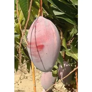 Compra MANGO OSTEEN en la tienda online Fito Agrícola