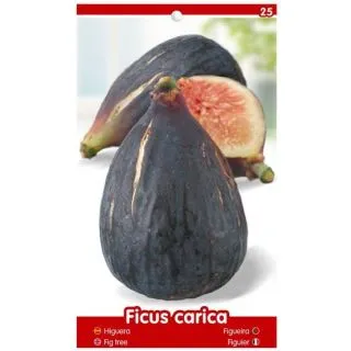 Compra HIGUERA TORO SENTADO (Breva) en la tienda online Fito Agrícola