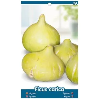 Compra HIGUERA CUELLO DE DAMA BLANCA en la tienda online Fito Agrícola