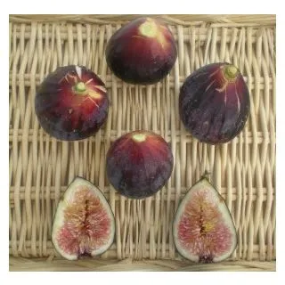 Compra HIGUERA CUELLO DE DAMA NEGRA (Breva) en la tienda online Fito Agrícola