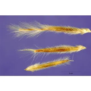 Compra ESPARTO (10 gr.). en la tienda online Fito Agrícola