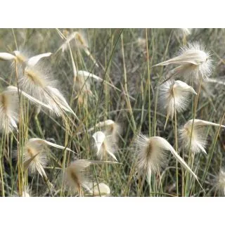 Compra ALBARDÍN (50 gr.). en la tienda online Fito Agrícola