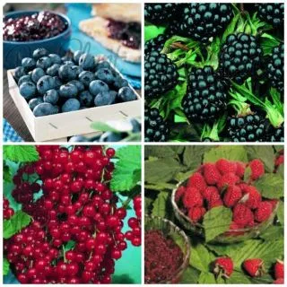 Compra FRUTAL DE BOSQUE GRATIS (1 Unidad). en la tienda online Fito Agrícola
