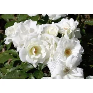 Compra ROSAL ICEBERG en la tienda online Fito Agrícola