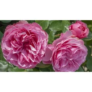 Compra ROSAL LEONARDO DA VINCI ® - Meideauri en la tienda online Fito Agrícola