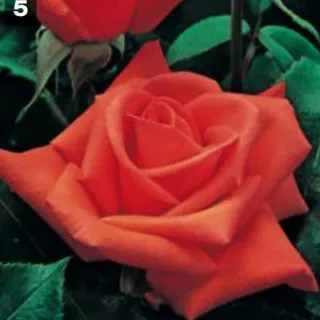 Compra ROSAL BETINA en la tienda online Fito Agrícola