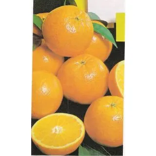 Compra MANDARINO CLEMENTINO HERNANDINA - 17 en la tienda online Fito Agrícola